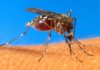 Kennedale Mayor cautions citizens not to forget West Nile precautions