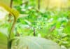 Irrigation Services Fort Worth Sees Explosive Growth As Summer Comes Irrigation Services Fort Worth Sees Explosive Growth As Summer Comes