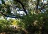 Centuries Old Tree Discovered on Kennedale Mountain
