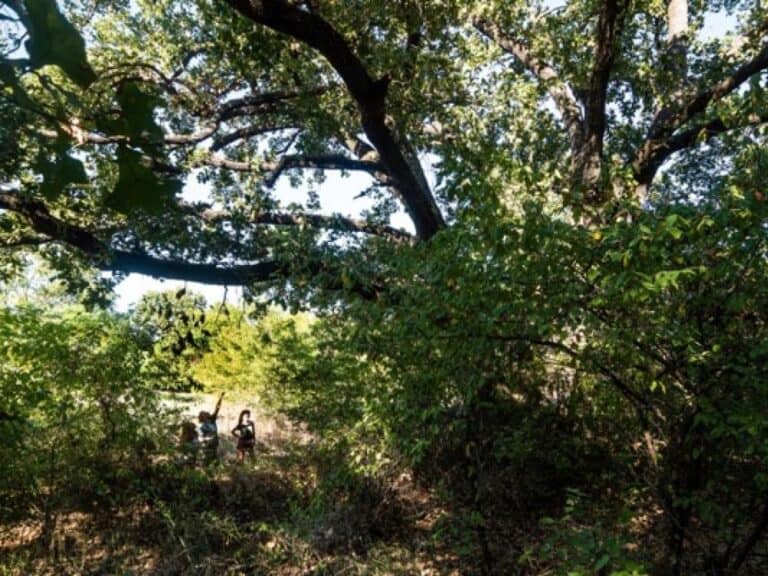 Centuries Old Tree Discovered on Kennedale Mountain