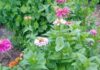 Pollinator Gardening for Beginners